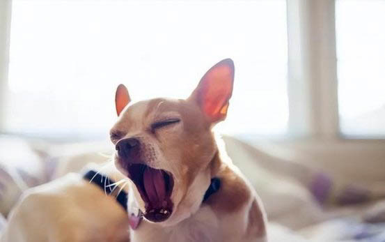 狗狗為什么會舔人