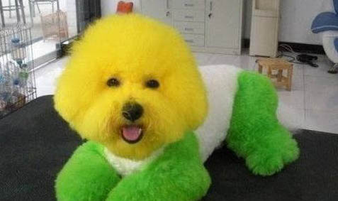 比熊犬體臭的因素有哪些
