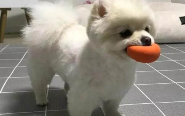 博美犬哪里買