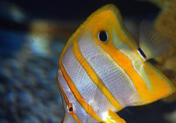 如何判斷鳳尾魚要下崽