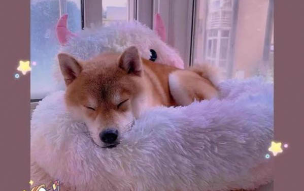 為什么小貓粘人