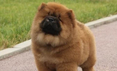 怎么知道狗狗是否懷孕