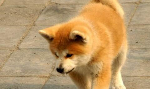 秋田犬和柴犬幼犬哪個(gè)好