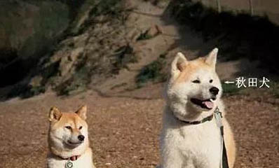 柴犬不聽話可以打嗎