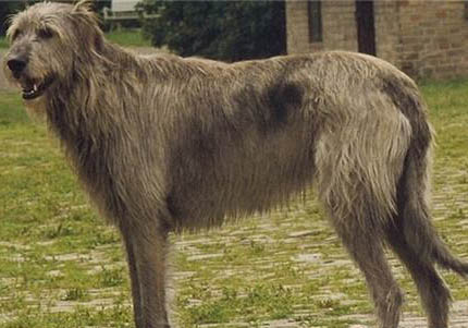 愛(ài)爾蘭獵狼犬長(zhǎng)期拉肚子