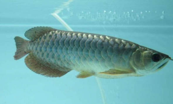 龍魚為什么會翻身