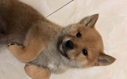 狗狗掉毛期是什么時候