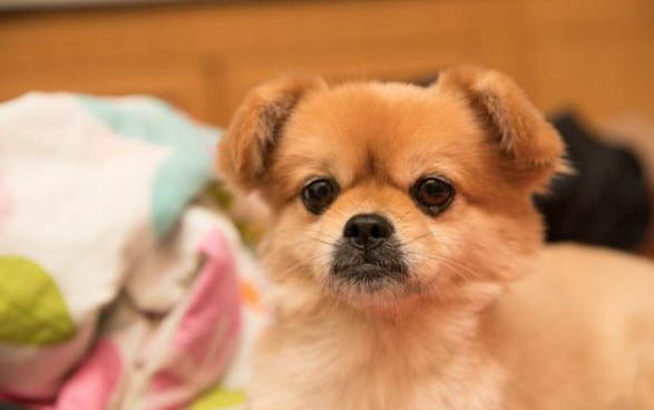 怎么樣讓狗狗半夜不亂叫