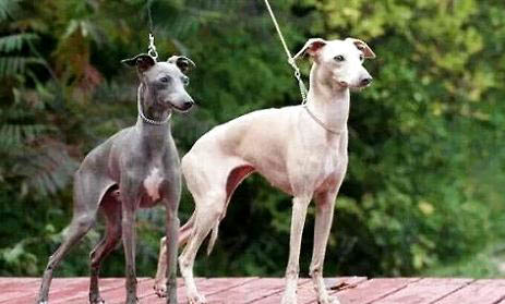 意大利靈緹犬是禁養(yǎng)犬嗎