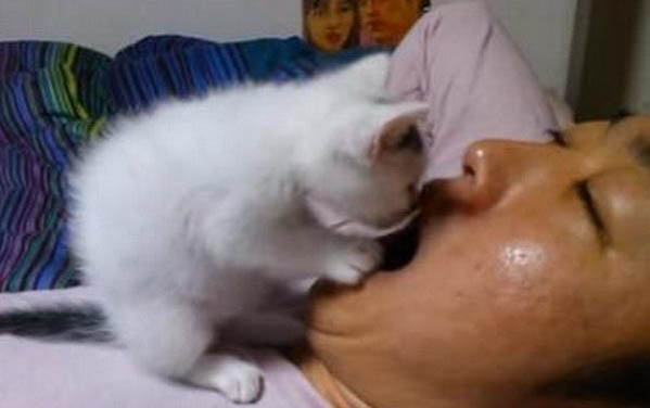 貓咪一個人在家真的會孤單嗎?
