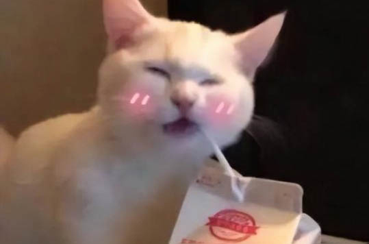 貓咪老是打噴嚏怎么回事吃什么藥