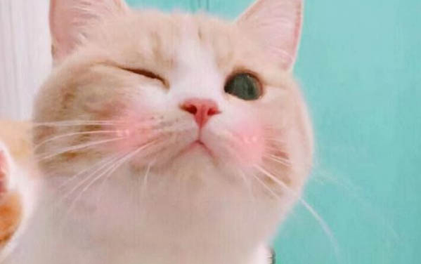 小貓拉稀嘔吐該怎么辦