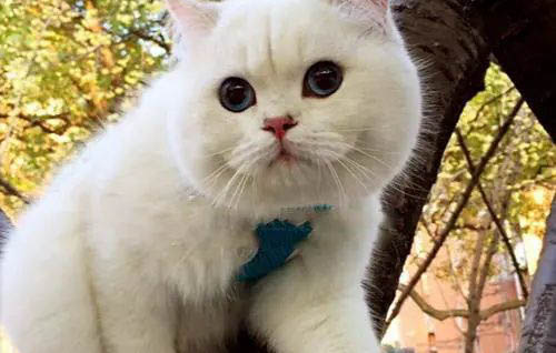 貓咪第一胎一般生幾只？