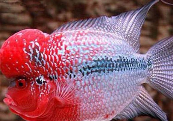 羅漢魚幼苗2厘米怎么養