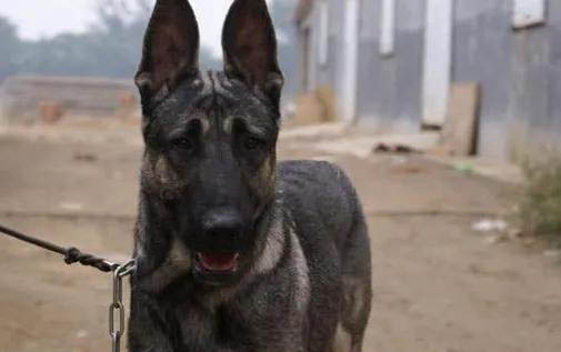 狼青犬的性格與特點