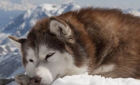阿拉斯加雪橇犬和哈士奇區別