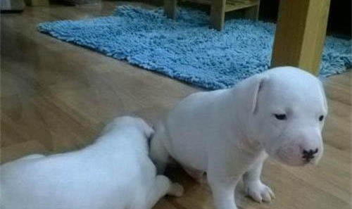 惠比特犬嘔吐白沫的原因及處理方法