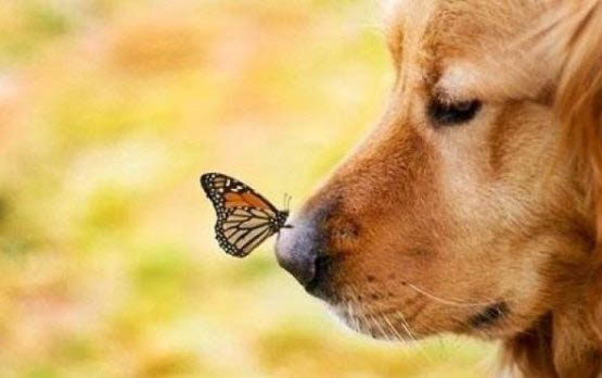 金毛犬和貴賓犬哪個貴