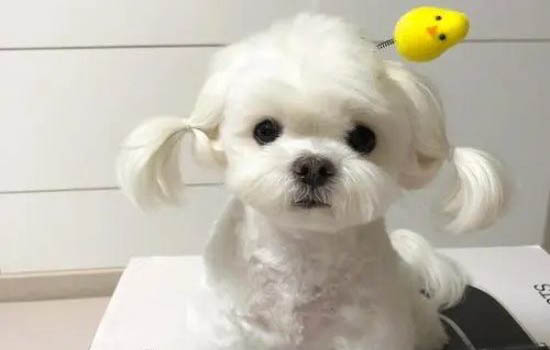 怎么處理狗狗得細小病毒引起白細胞低