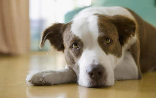 狗有犬瘟可以存活多久
