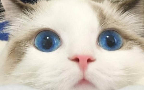貓咪還沒生完不生怎么辦