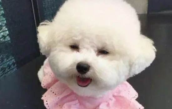 法斗犬幼犬圖片 價格