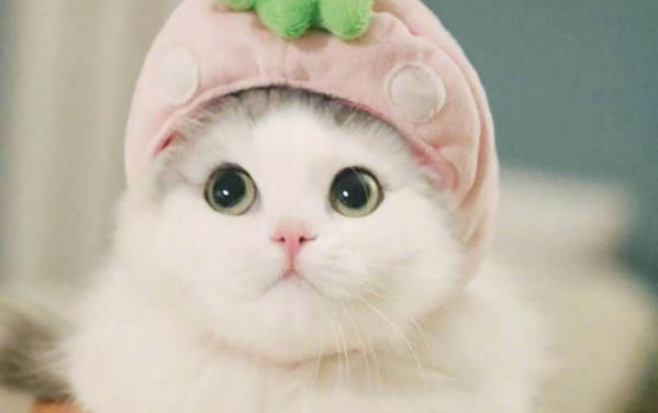 貓咪驅蟲藥滴在毛上還有效果嗎