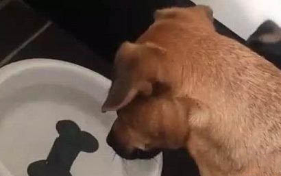 狗狗懷孕需要做什么檢查