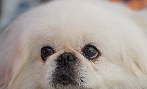 雜交蝴蝶犬長大的樣子