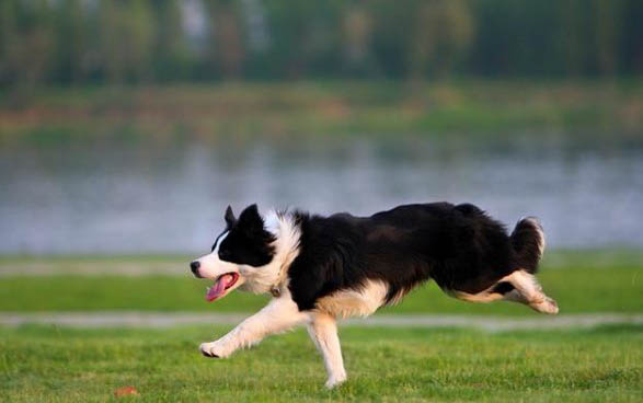 邊境牧羊犬發(fā)燒什么癥狀有哪些