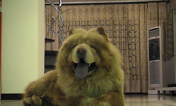 狗狗被蛇咬了嘴巴腫了怎么辦