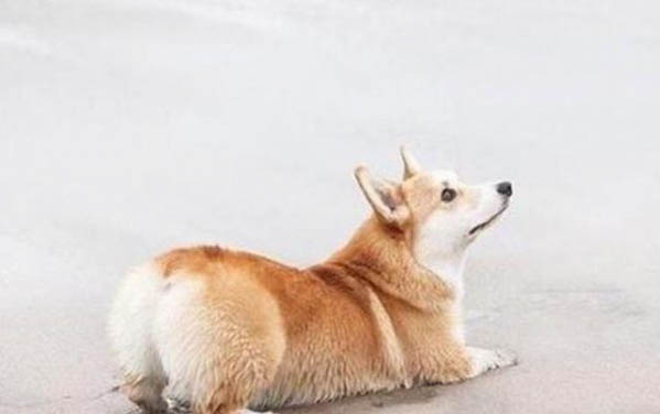 新手養什么狗狗比較好