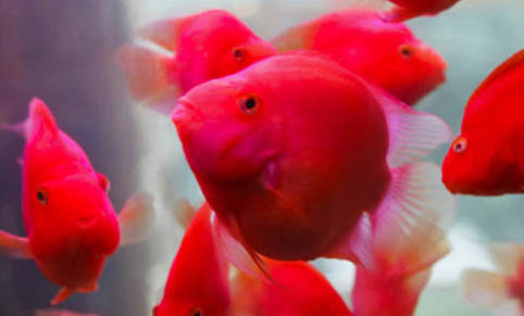 魚缸沒有氧氣泵能養魚嗎