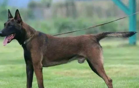 馬犬幼犬怎么挑選