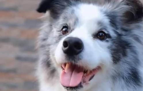 邊境牧羊犬可以吃葡萄嗎?