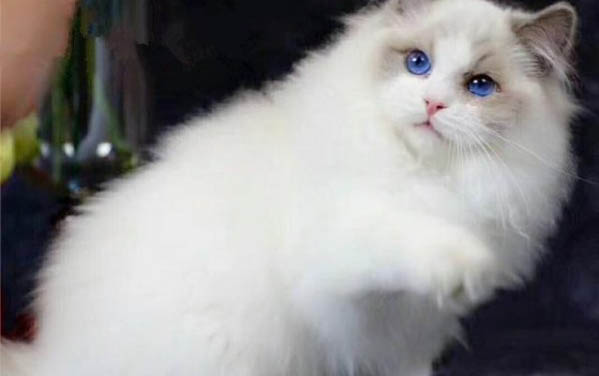 貓冬天怕冷嗎,冬季飼養貓咪注意什么