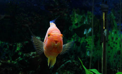 觀賞魚7天喂一次食可以嗎