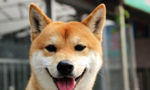 三門峽哪里有賣柴犬