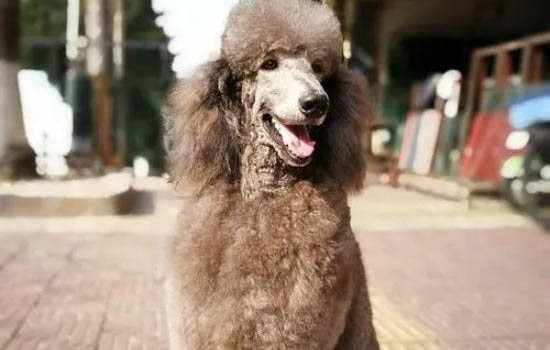 十個(gè)不養(yǎng)貴賓犬的理由是什么