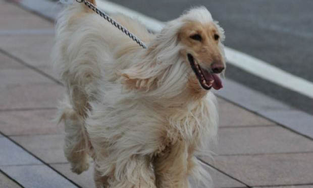 阿富汗獵犬價格是多少