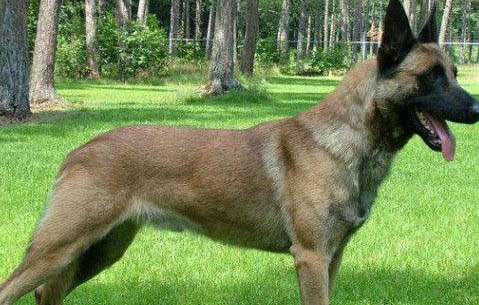 馬犬看家護院怎么樣