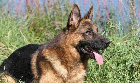 德國(guó)牧羊犬智商排第幾?