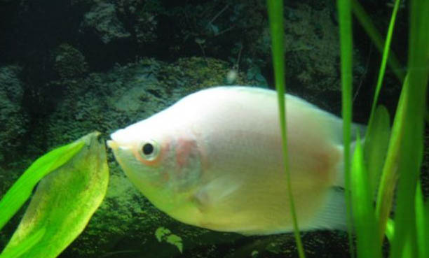 觀賞魚的生活習性有哪些