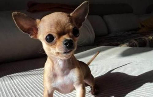 吉娃娃犬為什么喜歡咳嗽怎么辦