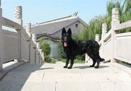 蘇格蘭牧羊犬多久可以洗澡