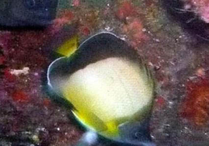 黃色蝴蝶魚的外形特點