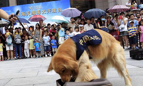 狗和兔子能一起養嗎?