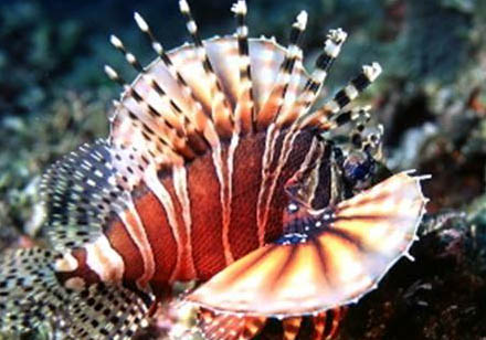 獅子頭金魚(yú)的壽命是多長(zhǎng)