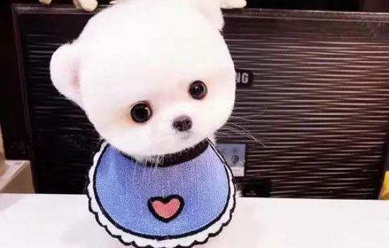 茶杯犬壽命一般能活多少年
