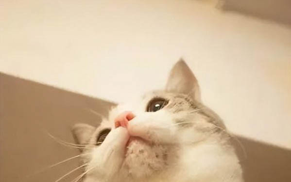 適合貓咪吃的肉類
